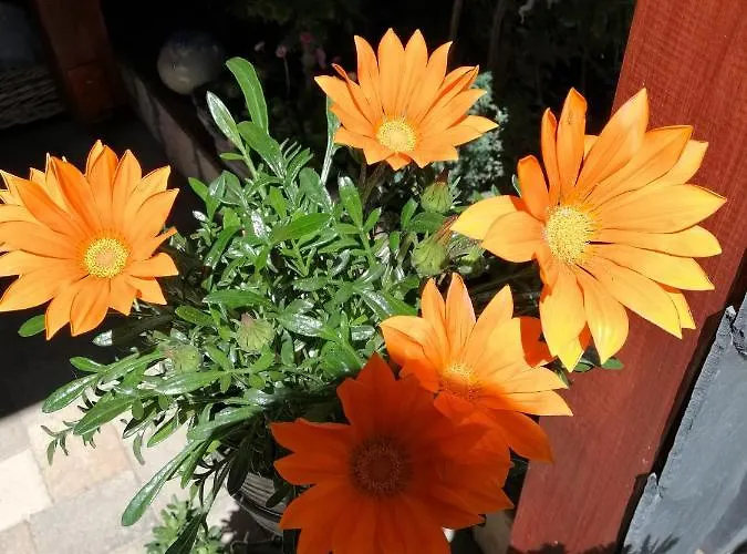 Usis_ferienwohnung Im Harz *